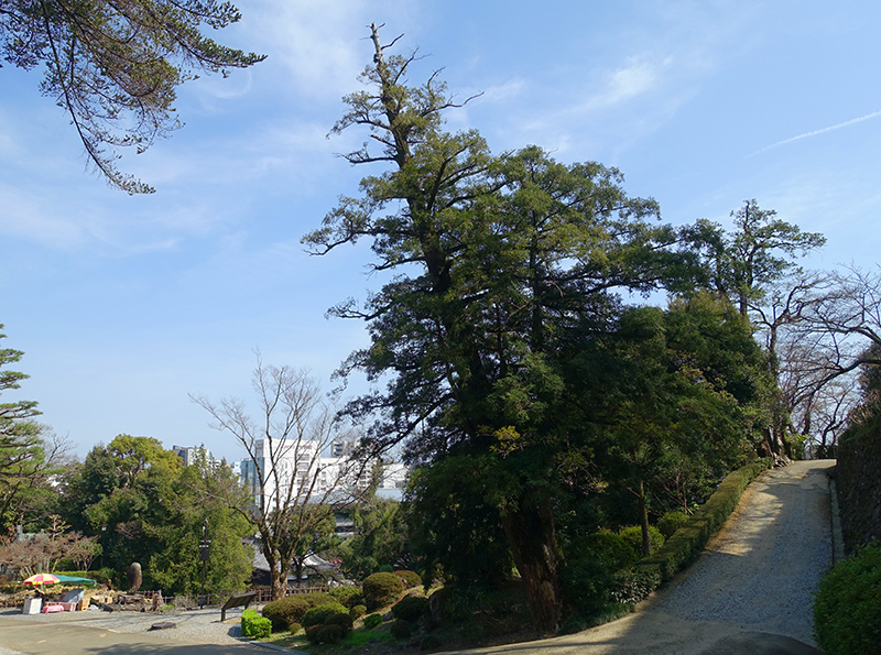 高知城の樹齢400年の榧
